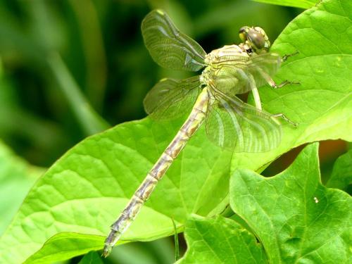 Stylurus flavipes